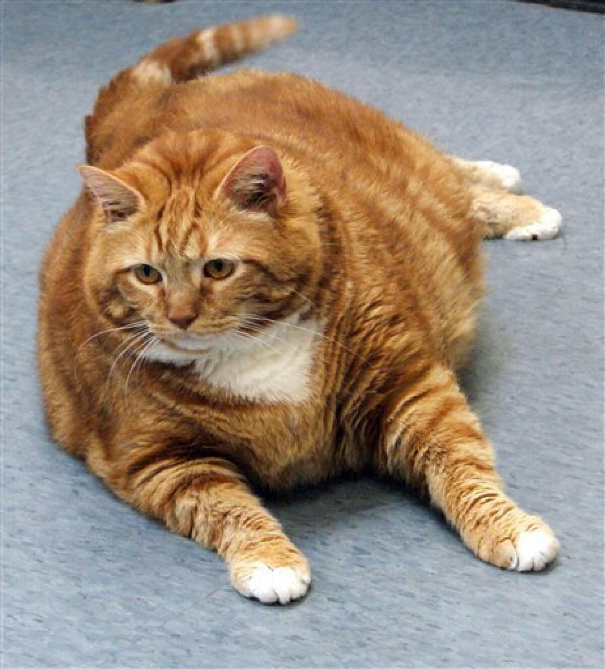 Fat cat up for clearance adoption